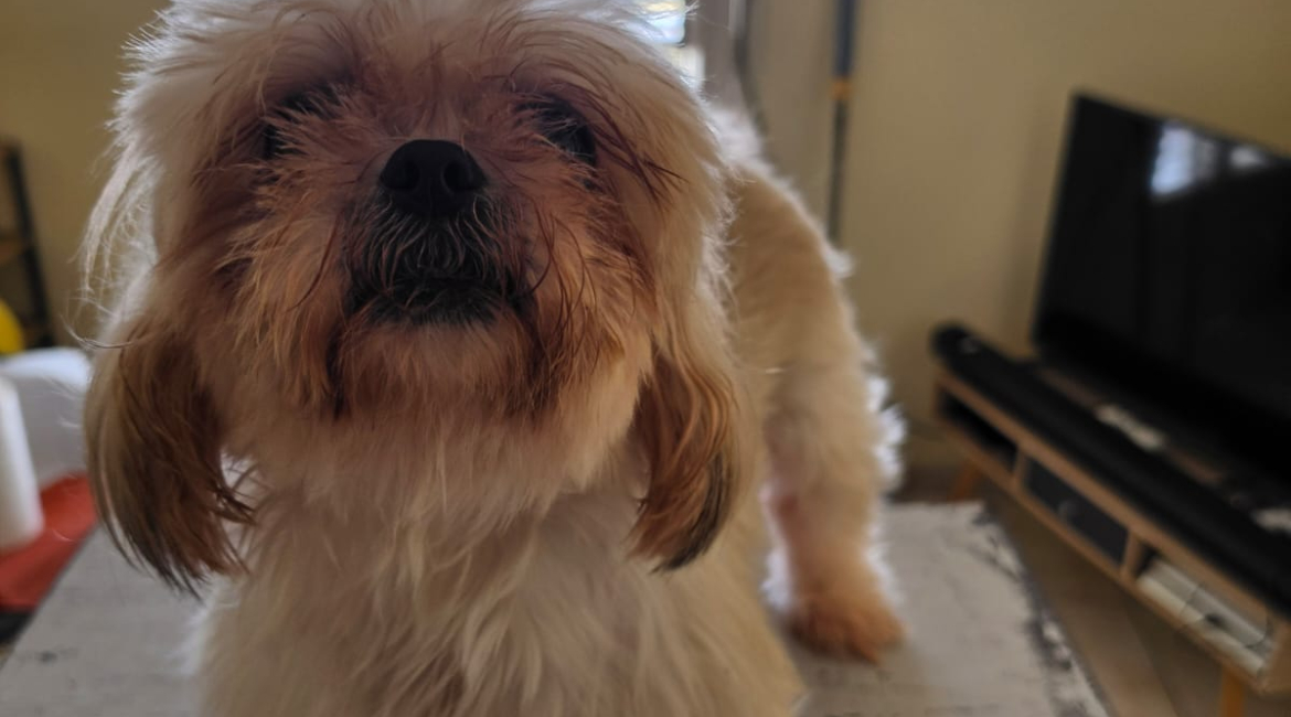 Lilou - femelle- 10 ans